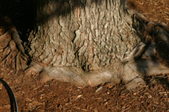 roots embeded in tree